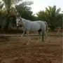 فرس شعبية لقاح 