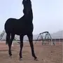 خيل -   حصان   في