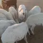 غتم حريات 