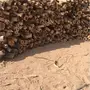 حمله دانه سمر