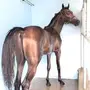حصان للبدل بغنم حريه أو معزاء خلفات 