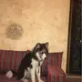 هاسكي بيوور رسمه وجه نادر