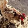للبيع ديك عربي
