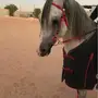 حصان واهو مفتوح للتشبيه
