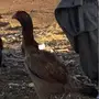 دجاجه باكستانيه للبيع