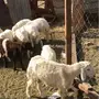 رخله لبنيه 