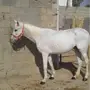 فرس شعبيه 