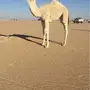 حواره مزيونه يا اهل الزين