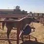 حصان شعبي 