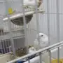 جوز ابيض صافي مع فرخين 