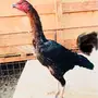 دجاج باكستاني 