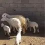 ثلاث حريات متابيع 