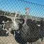نعام اقريقي للبيع