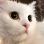 قطط للبيع أو للبدل 