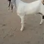 جفره هولنديه 