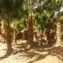 ابوزيدالتوريد جميع انواع النخيل 