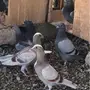 فروووخ زاجل طبات وقطع 