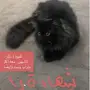 المرقاب