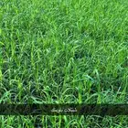 شتلات بلوبنك