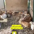 أرانب أمريكيه العمر شهرين وا اقل   العدد من 20 إلى 30