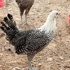 فيومي شبابي بياض