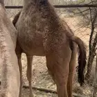 بكره للبيع