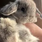 ارنب هولندلوب