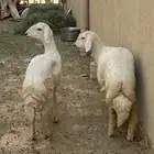 رخال