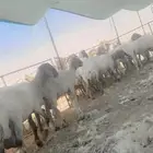 حلاق غنم نعيمي مكنيه