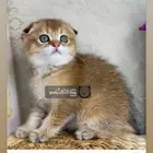 سكوتش فولد تربل فولد كيتن سكوتش بيور مسجل قطط قط قطه قطوه