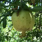 شتلات بلدي منتجه