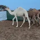 قعود اوضح