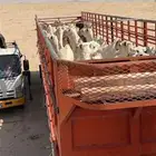 تريله نقل ابل واعلاف وبضايع