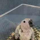 فرخ صن كنيور (تم البيع )