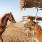 حصان شعبي