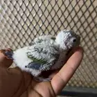 كنيور انناس