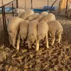 بهم حري للبيع 47 راس