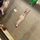 ذبايح خرفان تيوس