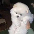 كلب بومرينيان