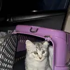 قطط للبيع