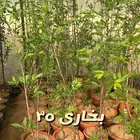 اشجار مثمره.