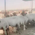 جازوز غنم نعيمي مكنيه