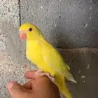 دره هولندي لاتينو