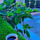 عرض خاص شاليه واستراحة احلى الليالي عرض خاص
