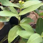 شتلات بلدي منتجه