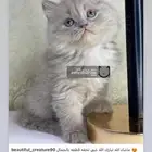 قطه قطوه قطو قطط قط شيرازي مون فيس بيكي فيس سكوتش