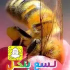 لسع بنحل للعلاج من الامراض