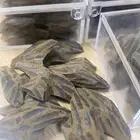 المدينة المنوره شارع الامير عبدالمجيد