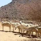 ضان مراح عدد 12 بالفحل حقها الغنم 11 فيها رخل جذعه