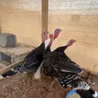 دجاج رومي